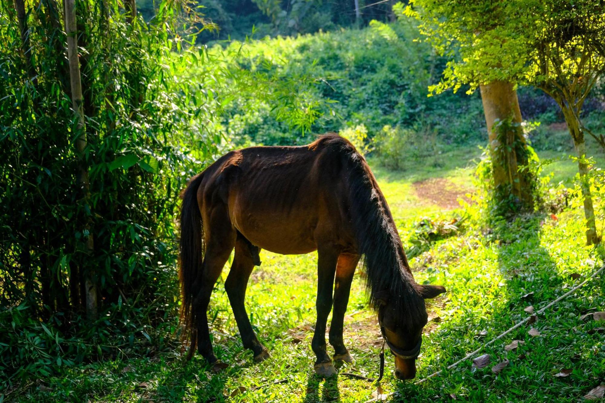 Hillside - Nature Lifestyle Lodge Luang Prabang Dış mekan fotoğraf